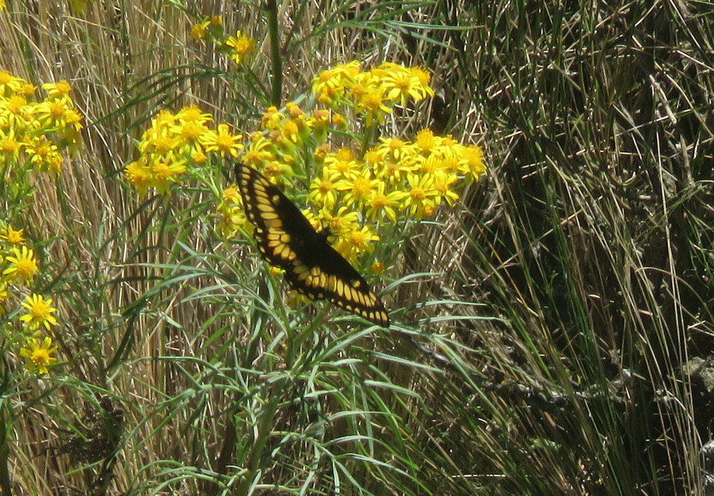Papilio hellanichus