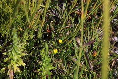 Lebeckia wrightii