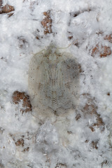 Flatoidinae