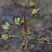 Luzula acuminata - Photo (c) Rob Curtis,  זכויות יוצרים חלקיות (CC BY-NC-SA), הועלה על ידי Rob Curtis