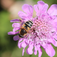 Eristalis horticola