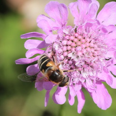 Eristalis horticola