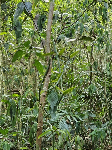 Image of Vanilla poitaei by (c) ritirene, some rights reserved (CC BY)