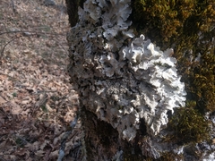 Parmelina tiliacea