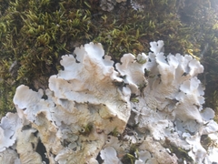 Parmelina tiliacea