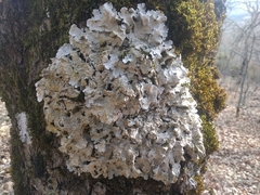 Parmelina tiliacea
