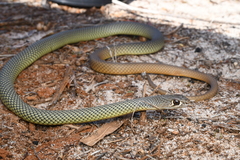 Yellow-Faced Whip Snake photo 2