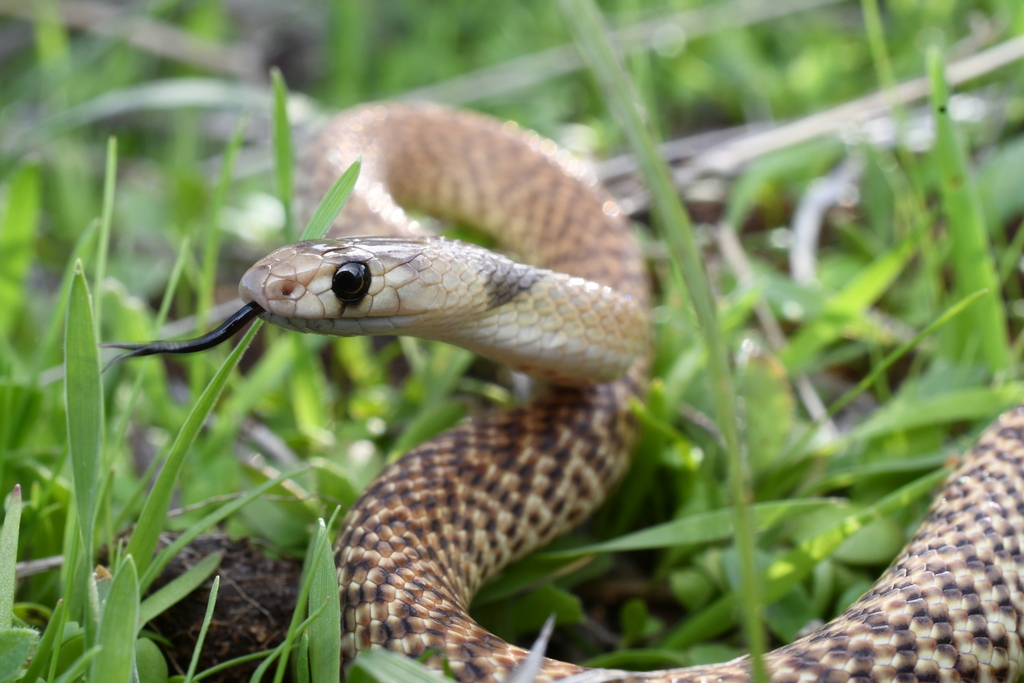 Western Brown Snake from Howatharra WA 6532, Australia on June 12, 2023 ...