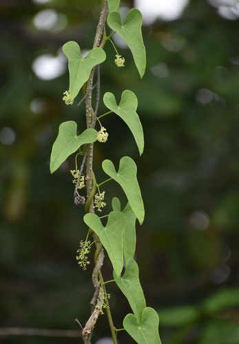 Tinospora smilacina Benth.