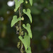 Tinospora smilacina - Photo (c) Russell Cumming,  זכויות יוצרים חלקיות (CC BY-NC), הועלה על ידי Russell Cumming