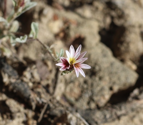 Image of Spring Lessingia (Lessingia tenuis) by (c) Cricket Raspet, some rights reserved (CC BY)