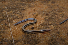 Blunt-Tailed West-Coast Slider photo 2