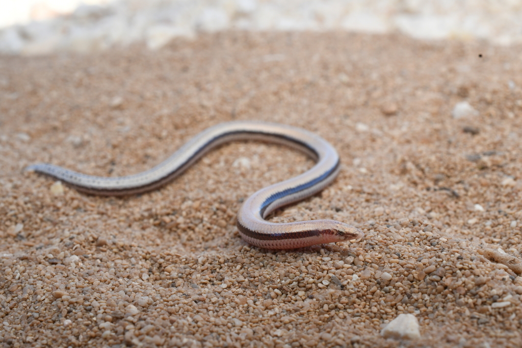 Blunt-Tailed West-Coast Slider