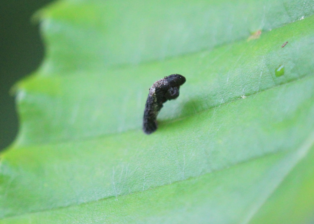 Coleophora albovanescens