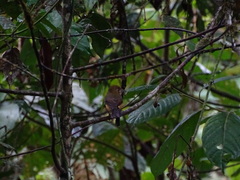 Myiobius villosus