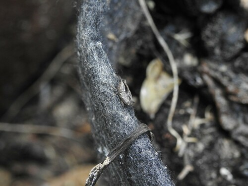 Broca-dos-ramos-da-videira (Paramadarus complexus)