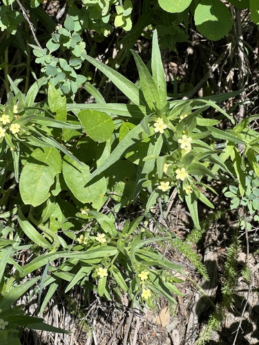 western stoneseed (Lithospermum ruderale)