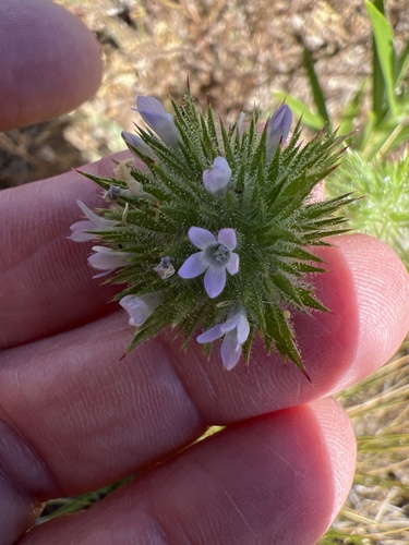 California Stinkweed
