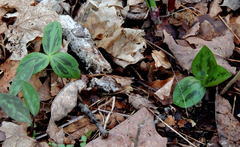 Trillium sessile