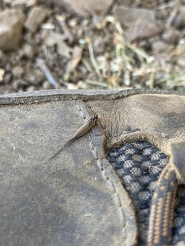 iNaturalist observation photo of Bristletails