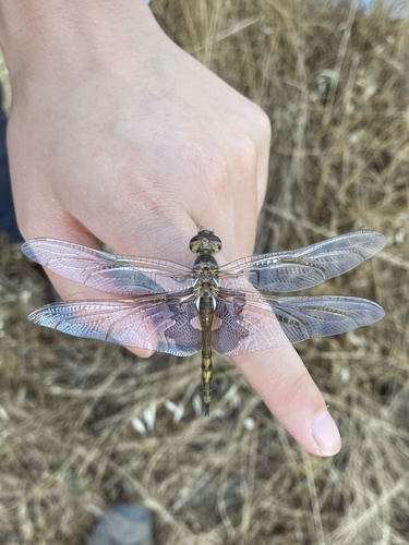 iNaturalist observation photo of Black Saddlebags