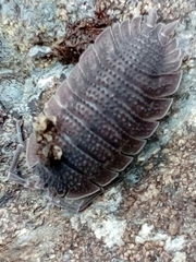 Porcellio echinatus