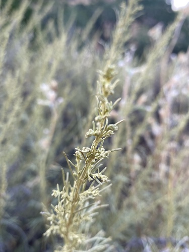 iNaturalist observation photo of California sagebrush