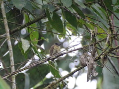 Picumnus olivaceus