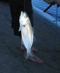 Foto de Anjova (Pomatomus saltatrix)