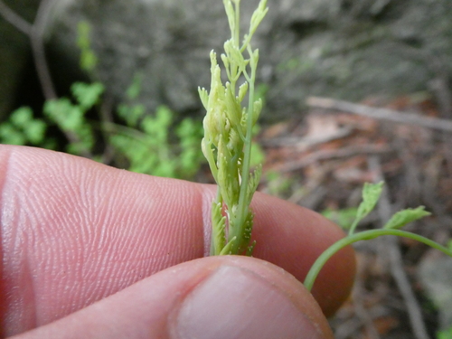 Image of Adlumia fungosa by no rights reserved