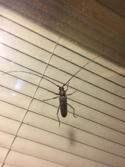 Knulliana cincta cincta