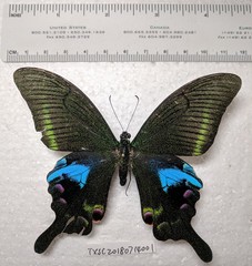 Papilio arcturus