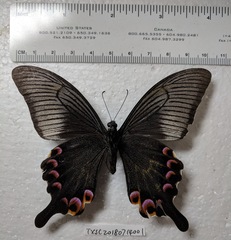 Papilio arcturus