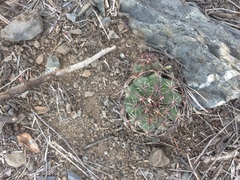 Melocactus peruvianus
