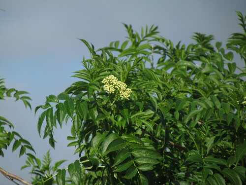 Image of Sambucus australis by (c) Matias Cabezas, some rights reserved (CC BY)