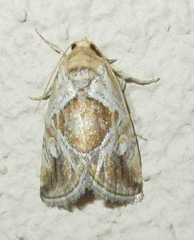 Deltote johnjoannoui