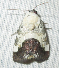 Acontia