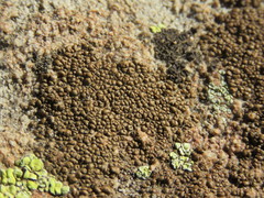 Acarospora elevata