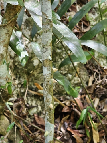 Image of Zanthoxylum martinicense by (c) ritirene, some rights reserved (CC BY)