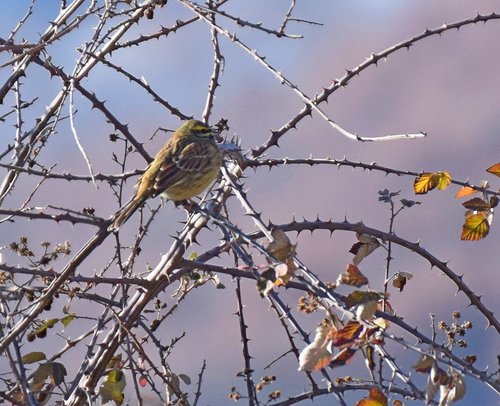 Escribano soteño (Emberiza cirlus)