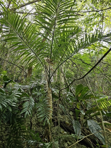 Gaussia attenuata, photograph 6