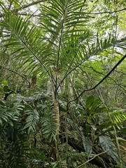 Gaussia attenuata, photograph (c) ritirene, some rights reserved (CC BY)