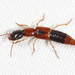 Homaeotarsus bicolor - Photo (c) Tom Murray, some rights reserved (CC BY-NC), uploaded by Tom Murray