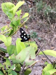 Androloma disparata