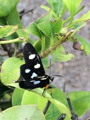 Androloma disparata