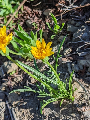 Image of Nothocalais alpestris by (c) Sandy Robertson, some rights reserved (CC BY)