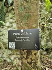 Gaussia attenuata, photograph (c) ritirene, some rights reserved (CC BY)