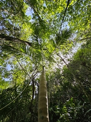 Gaussia attenuata, photograph (c) ritirene, some rights reserved (CC BY)