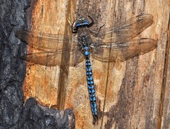 Aeshna caerulea