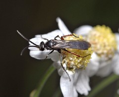 Episyron rufipes